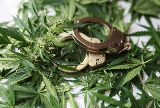 Picture of handcuffs on cannabis. 