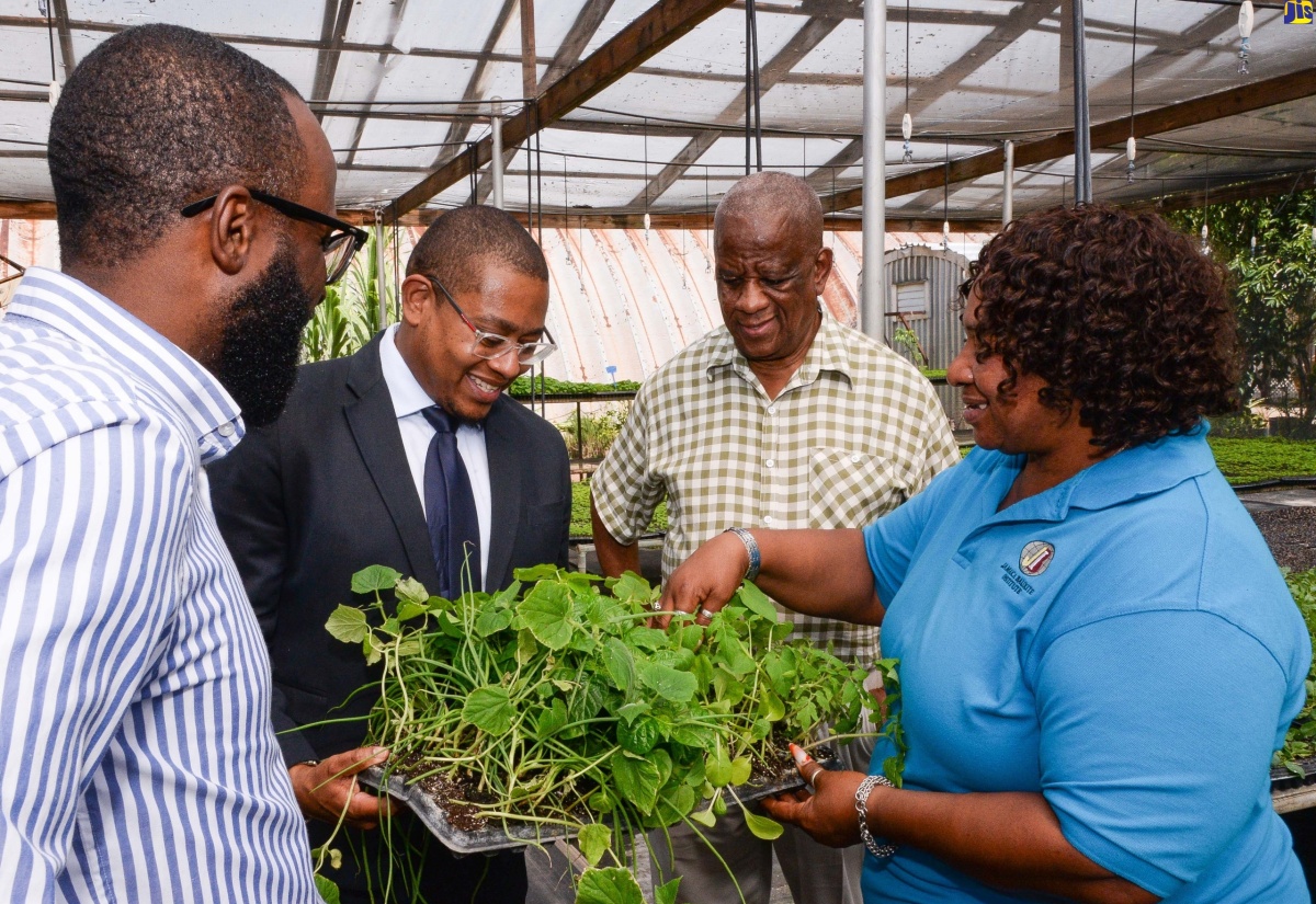  Minister of Agriculture, Fisheries and Mining, Hon. Floyd Green (second left), and State Minister in the Ministry, Hon. Franklyn Witter (second right), look at seedlings at the Jamaica Bauxite Institute (JBI) nursery during a tour of the facility in St. Andrew on January 8. Others (from left) are Director, Bauxite Lands, JBI, Kemoy Lindsay; and JBI Nursery Assistant, Telonice Maylor Allen.