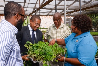  Minister of Agriculture, Fisheries and Mining, Hon. Floyd Green (second left), and State Minister in the Ministry, Hon. Franklyn Witter (second right), look at seedlings at the Jamaica Bauxite Institute (JBI) nursery during a tour of the facility in St. Andrew on January 8. Others (from left) are Director, Bauxite Lands, JBI, Kemoy Lindsay; and JBI Nursery Assistant, Telonice Maylor Allen.