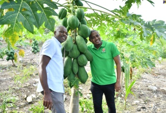 Minister of Agriculture, Fisheries and Mining, Hon. Floyd Green (right) and owner of ANR Farms limited in Trelawny, Adrian Robinson share a moment, during a tour of Mr. Robinson’s farm on January 25.