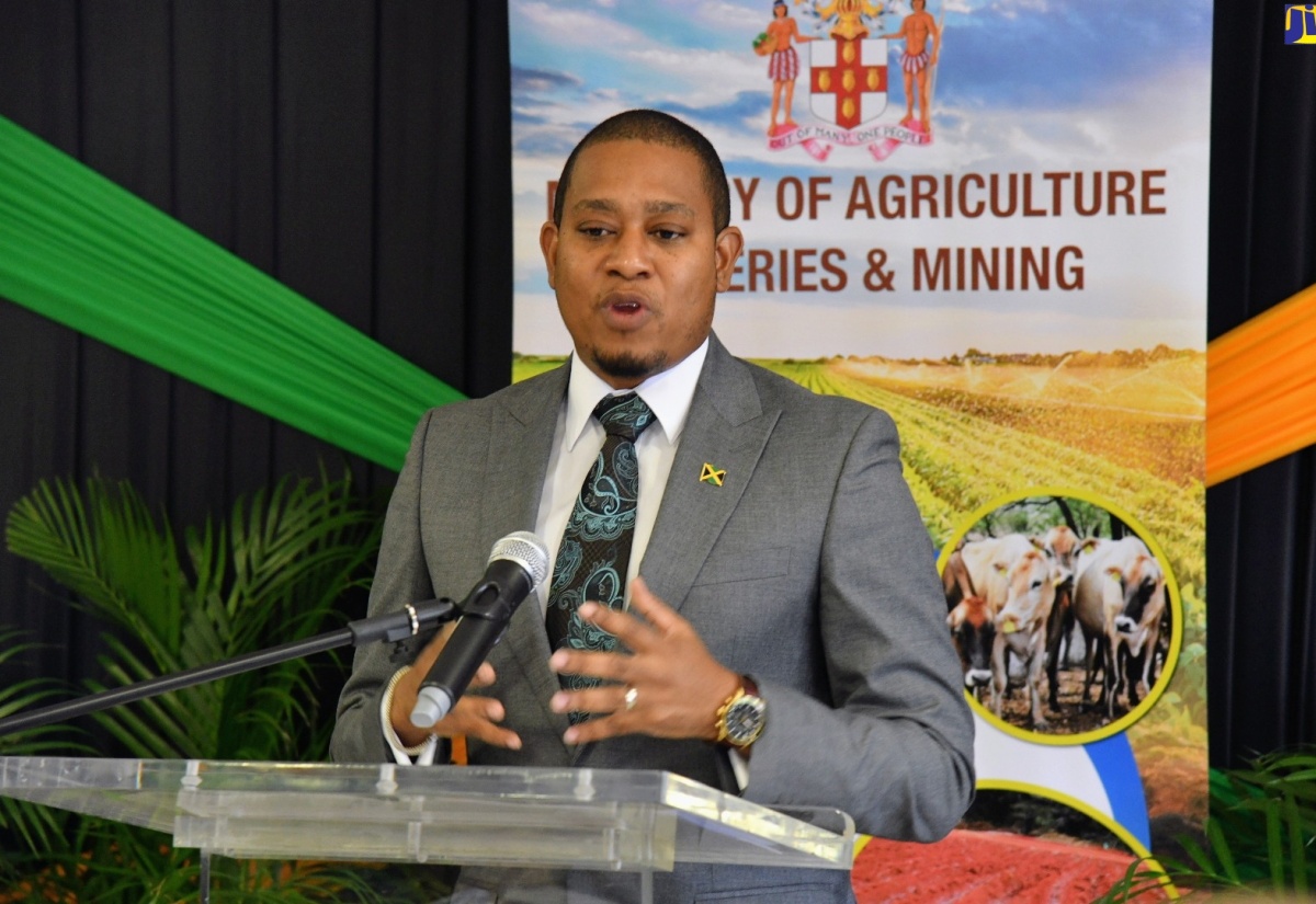 Minister of Agriculture, Fisheries and Mining, Hon. Floyd Green, speaking during a press briefing at the Ministry’s offices in Kingston on Wednesday (January 31).

