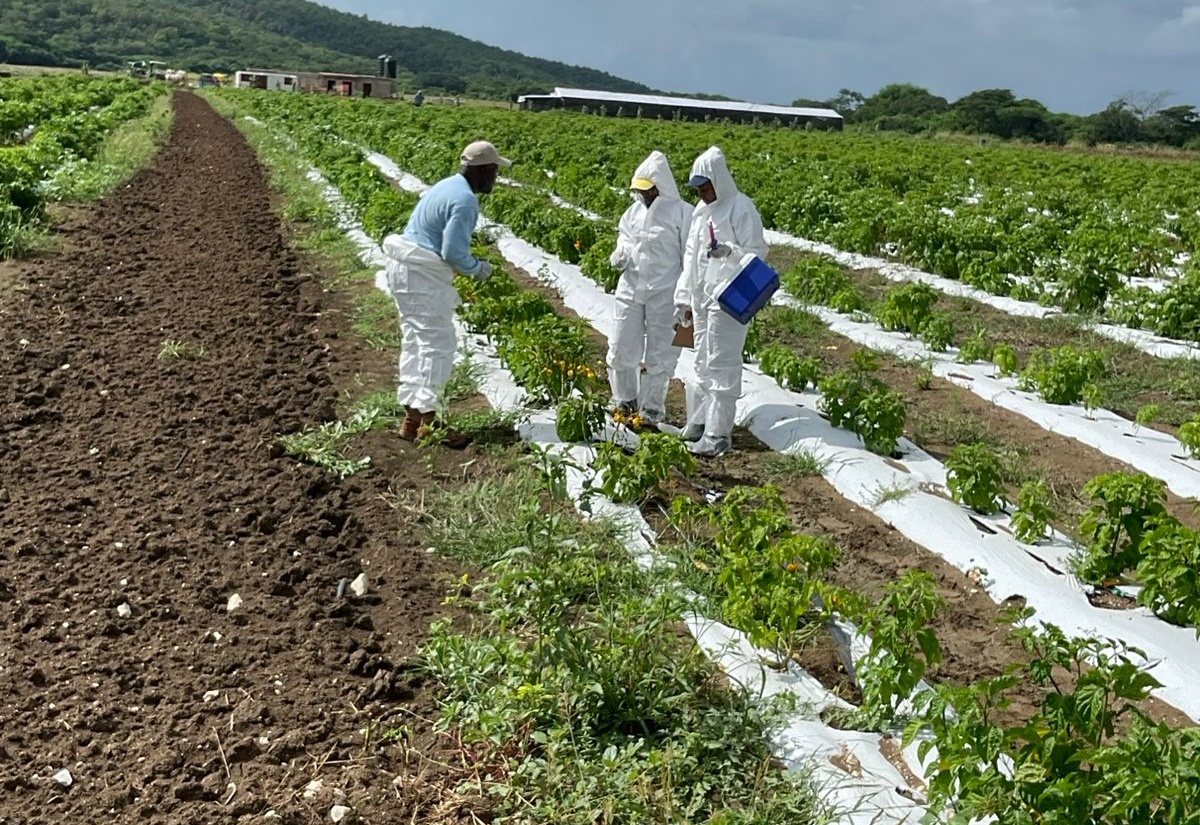Technical officers from the Rural Agricultural Development Authority (RADA) and Plant Quarantine/Produce Inspection Branch, Ministry of Agriculture and Fisheries, conduct a field simulation activity as part of the recent hot pepper quarantine pest identification and field-simulation exercise.