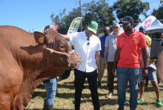 Minister of Agriculture, Fisheries and Mining, Hon. Floyd Green (left), pets a bull during a tour of the showground at the 67th staging of the Hague Agricultural and Industrial Show in Trelawny on Ash Wednesday (February 14). Looking on is Farm Manager of Minard Estate, Emelio Archer.