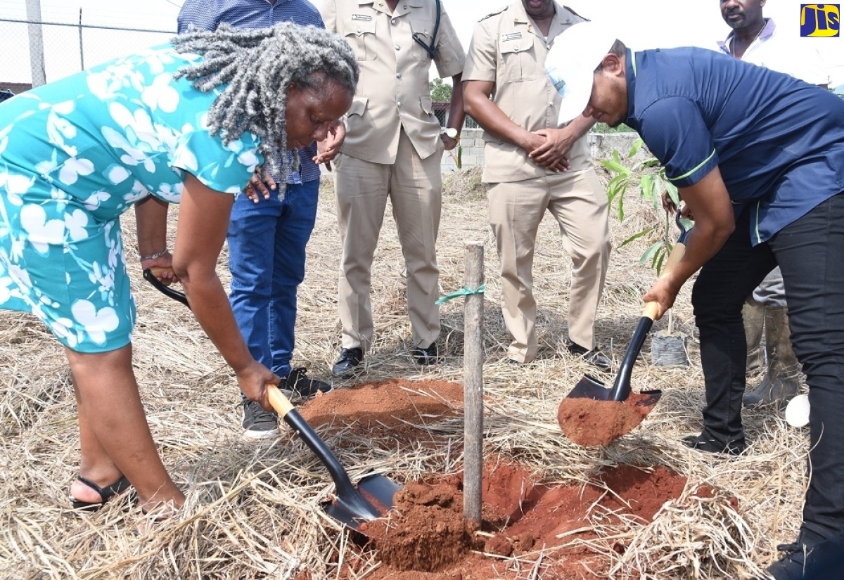 Minister of Agriculture, Fisheries and Mining, Hon. Floyd Green (right), and Principal of Newell High School, Audrey Ellington, prepare to plant a mango tree at the launch of the expanded National School Garden Programme at the St. Elizabeth-based institution in October 2023.

