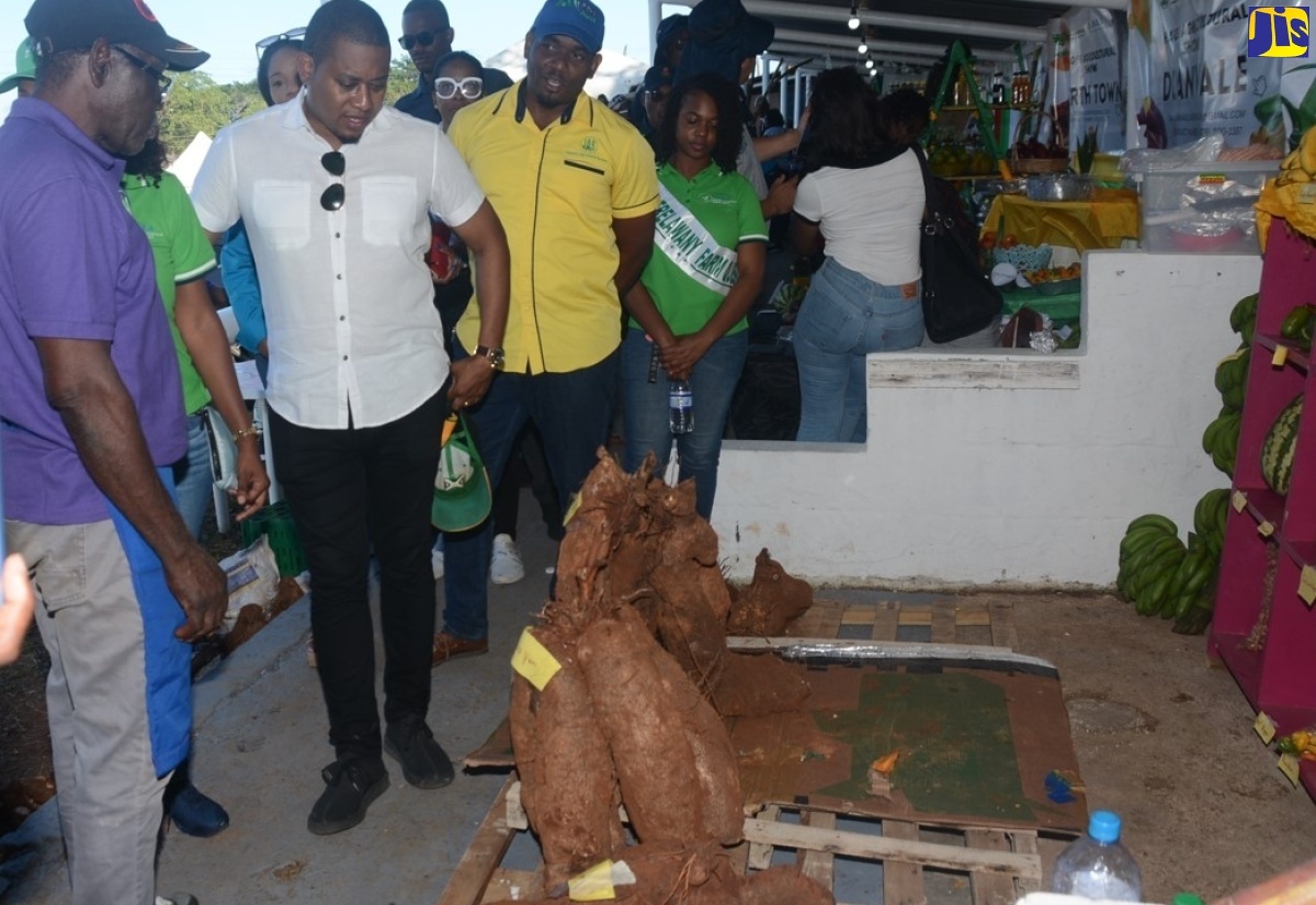 Minister of Agriculture, Fisheries and Mining, Hon. Floyd Green (third left), looks at yam on display during a tour of the Hague Agricultural and Industrial Show in Trelawny on February 14. 

