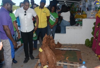 Minister of Agriculture, Fisheries and Mining, Hon. Floyd Green (third left), looks at yam on display during a tour of the Hague Agricultural and Industrial Show in Trelawny on February 14. 

