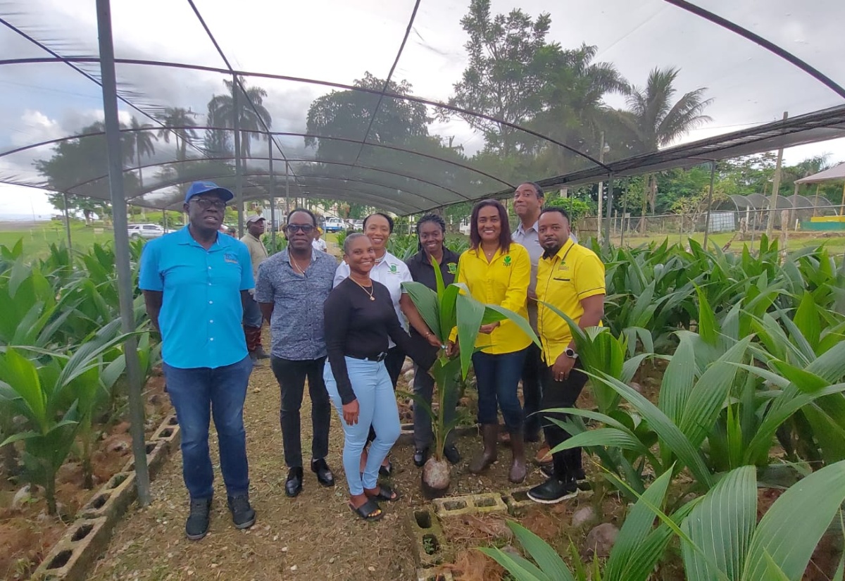 The Coconut Industry Board (CIB) team at the Orange River Nursery in St. Mary.

