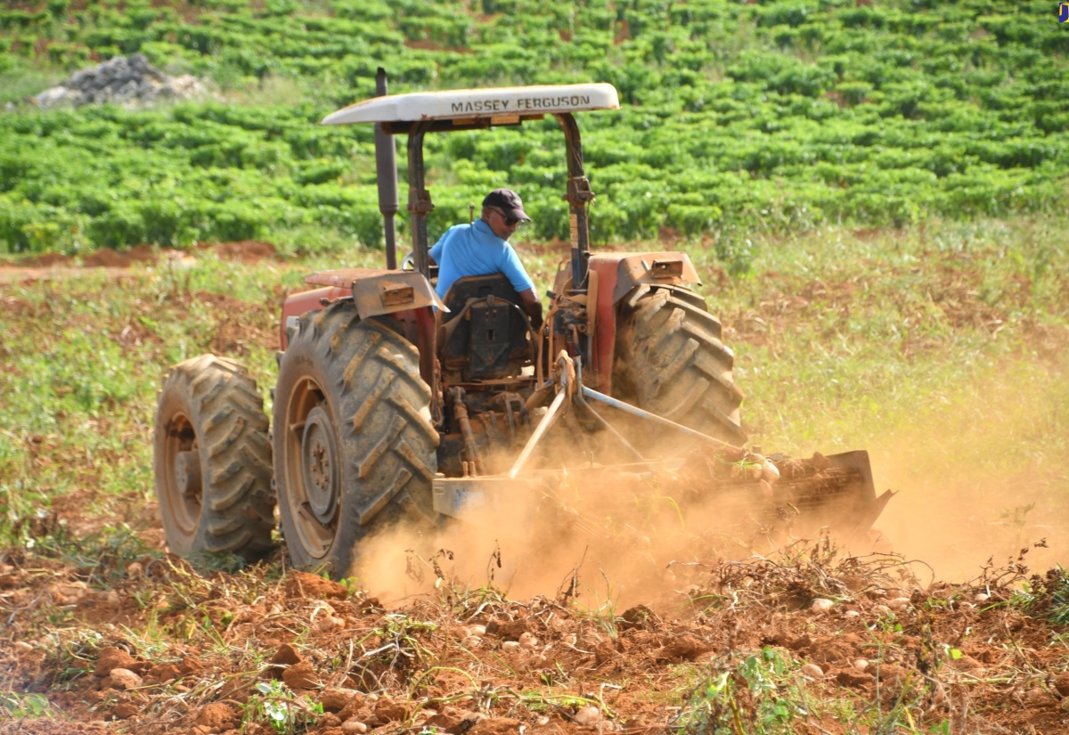 Farmer, Lawrence Patterson, demonstrates how he reaps Irish potatoes on a section of his farm in Hinds Town, St. Ann, during a recent tour by officials of the Ministry of Agriculture, Fisheries and Mining.