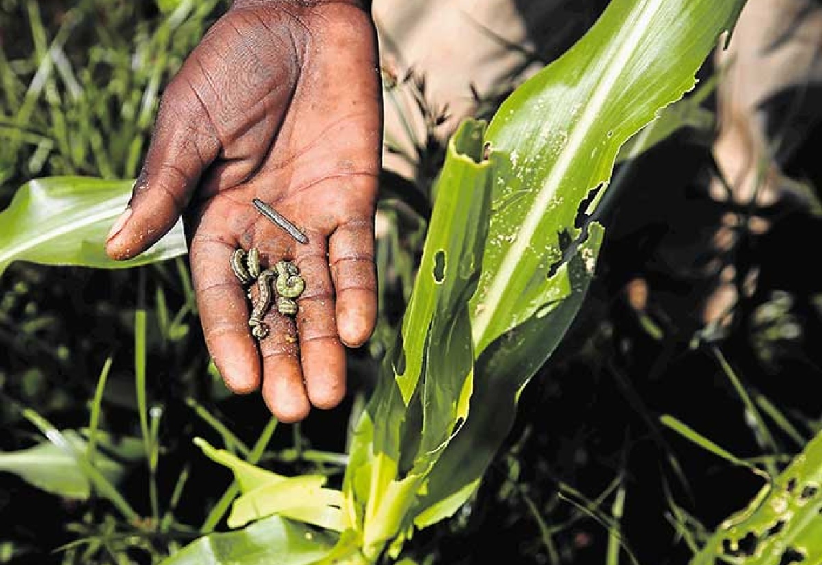 Five-Step Strategy to Control Beet Armyworm