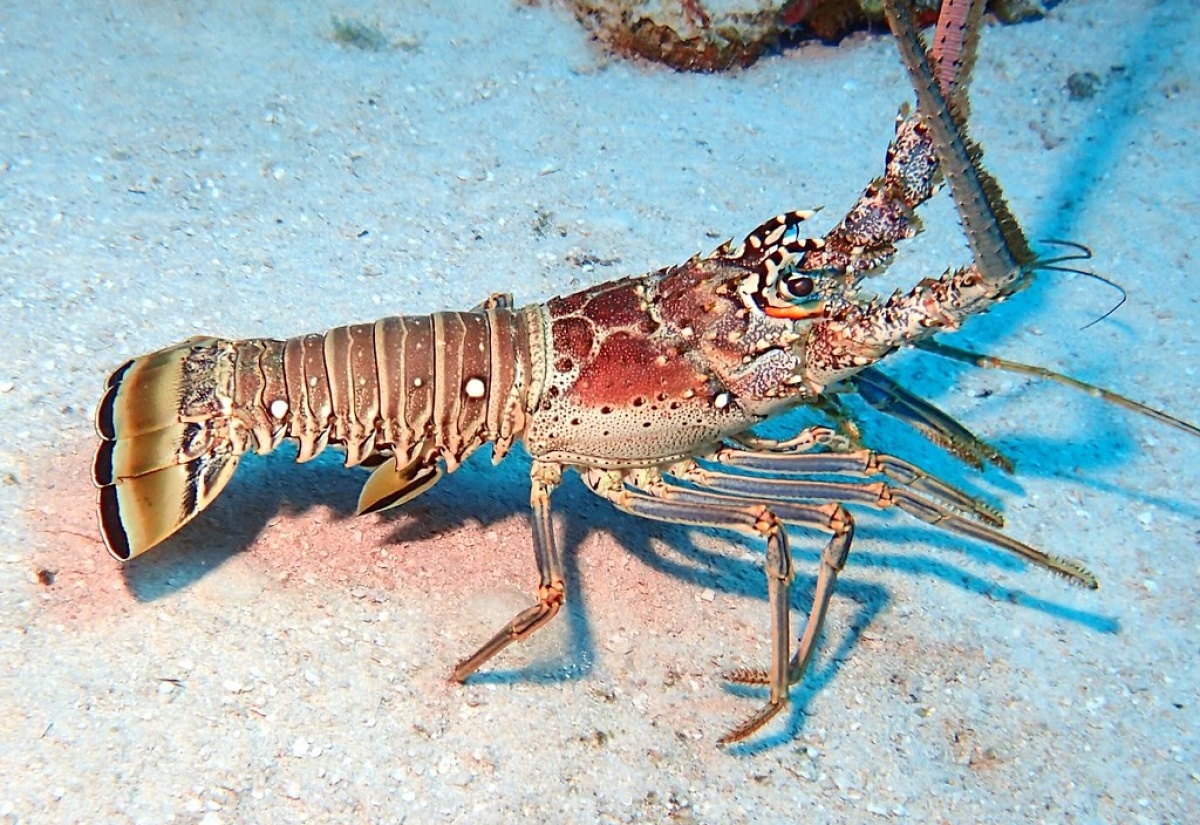 Caribbean Spiny Lobster


