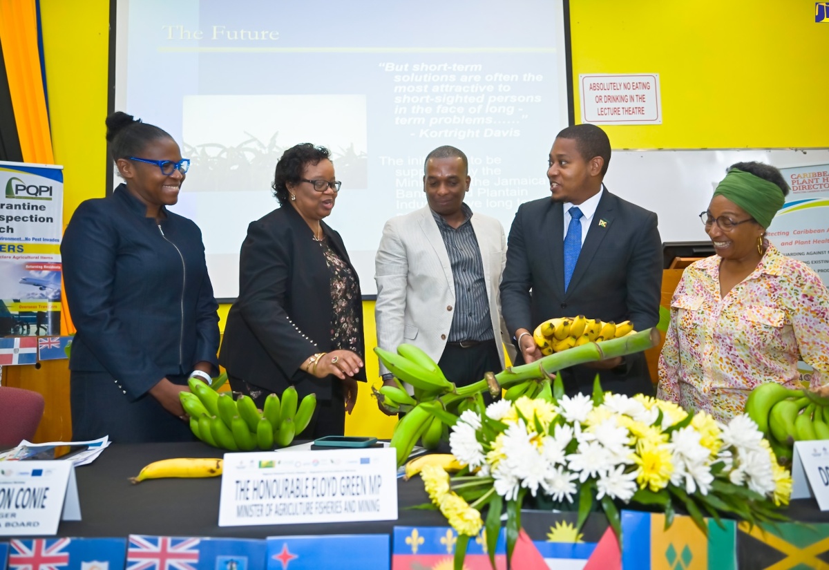 Minister of Agriculture, Fisheries and Mining, Hon. Floyd Green (second right), discusses characteristics of a local banana variety with (from left) Deputy Dean, Faculty of Science and Technology, University of the West Indies (UWI), Mona, Professor Tannecia Stephenson; General Manager of the Banana Board, Janet Ferguson-Conie; Chairperson of the Musa Technical Working Group, Caribbean Plant Health (CPHD) Directors Forum, Nelson Laville; and Phytopathologist, Plant Health Institute of Montpellier, Dr. Yolande Chilin Charles. Occasion was the opening of the Regional Musaceae Priority Disease – Banana Diagnostic Workshop on Monday (April 15) at the University of the West Indies, Mona Campus, St. Andrew.

