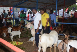 Minister of Agriculture, Fisheries and Mining, Hon. Floyd Green (right), and President of the St. James Branch of the Jamaica Agricultural Society (JAS), Glendon Harris, view livestock on display at the 41st staging of the Montpelier Agricultural & Industrial Show, held at the Montpelier Show Ground on April 1.

