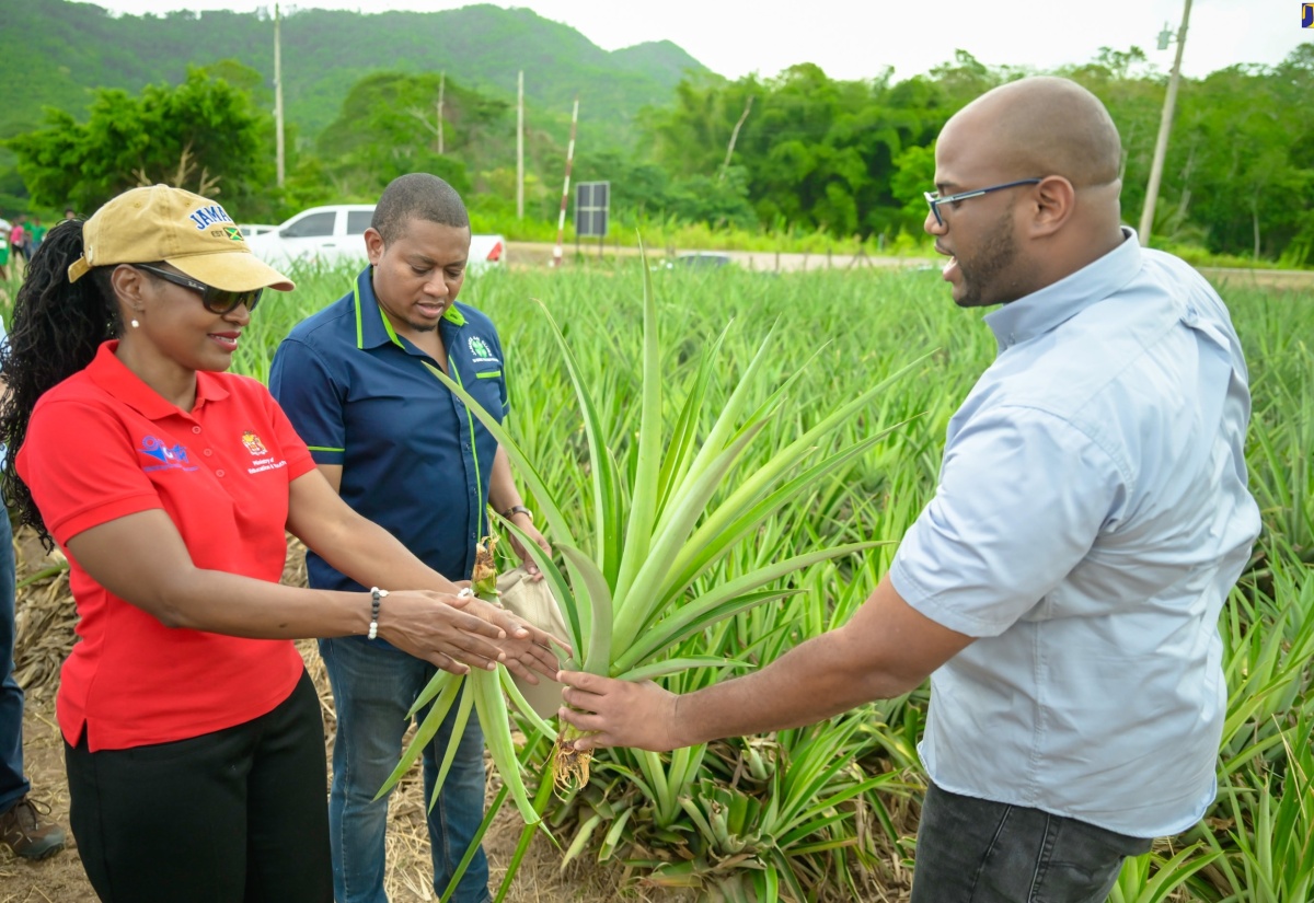 Minister of Agriculture, Fisheries and Mining, Hon. Floyd Green (second left), and State Minister in the Ministry of Education and Youth, Hon. Marsha Smith, look at pineapple suckers being shown to them by Pineapple and Coconut Crop Manager, Jamaica Producers (JP), Tariq Kelly. Occasion was the launch of the JP Farm School Tours on Wednesday (May 29), at JP Farms in Annotto Bay, St. Mary, on Wednesday (May 29).

