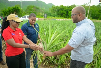 Minister of Agriculture, Fisheries and Mining, Hon. Floyd Green (second left), and State Minister in the Ministry of Education and Youth, Hon. Marsha Smith, look at pineapple suckers being shown to them by Pineapple and Coconut Crop Manager, Jamaica Producers (JP), Tariq Kelly. Occasion was the launch of the JP Farm School Tours on Wednesday (May 29), at JP Farms in Annotto Bay, St. Mary, on Wednesday (May 29).

