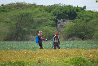Farm workers Kevin Bryant (left) and Anthony Wright spray an onion field in Rhymesbury, Clarendon. Minister of State in the Ministry of Agriculture, Fisheries and Mining, Hon. Franklin Witter toured the community on Thursday (May 2).