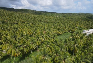 An aerial shot of the Michael Black coconut farm in St. Thomas

