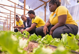 Minister of Agriculture, Fisheries and Mining, Hon. Floyd Green (second left), is attentive as Papine High School student Raheim Marshall (second right) explains the technique of growing lettuce in a greenhouse. Looking on are fellow students Venicia Raymor (left), Ashalee Robinson. The Minister toured the greenhouse facility following the signing of a Memorandum of Understanding (MOU) between the Jamaica Bauxite Institute (JBI) and the Papine High School for the utilisation of the greenhouse located at the JBI’s St. Andrew headquarters, for the advancement of the agriculture programme at the school. The ceremony took place on June 14 at the JBI.

