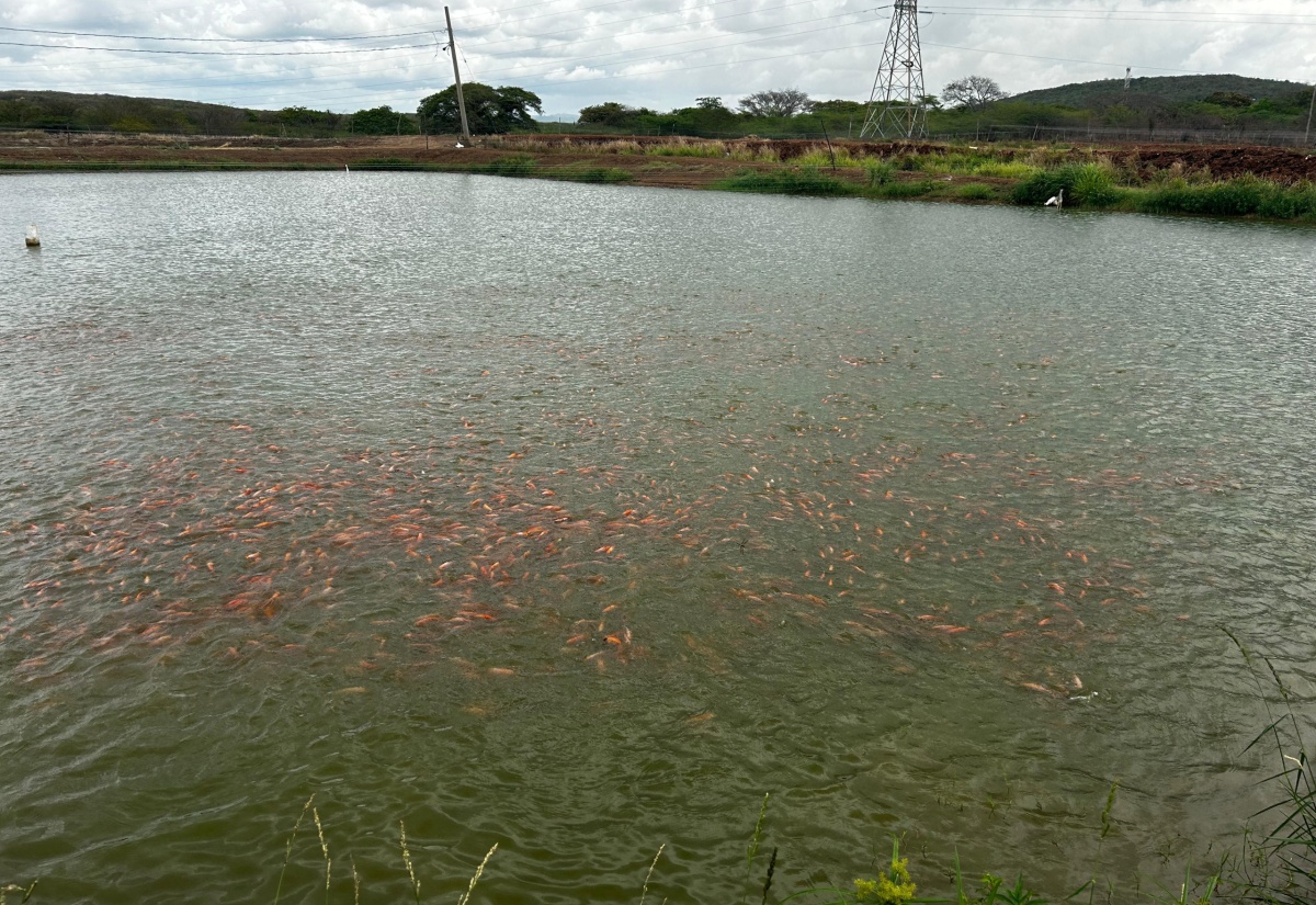 A fishpond in rural Jamaica. Fish farmers islandwide are being urged to prepare for Hurricane Beryl.