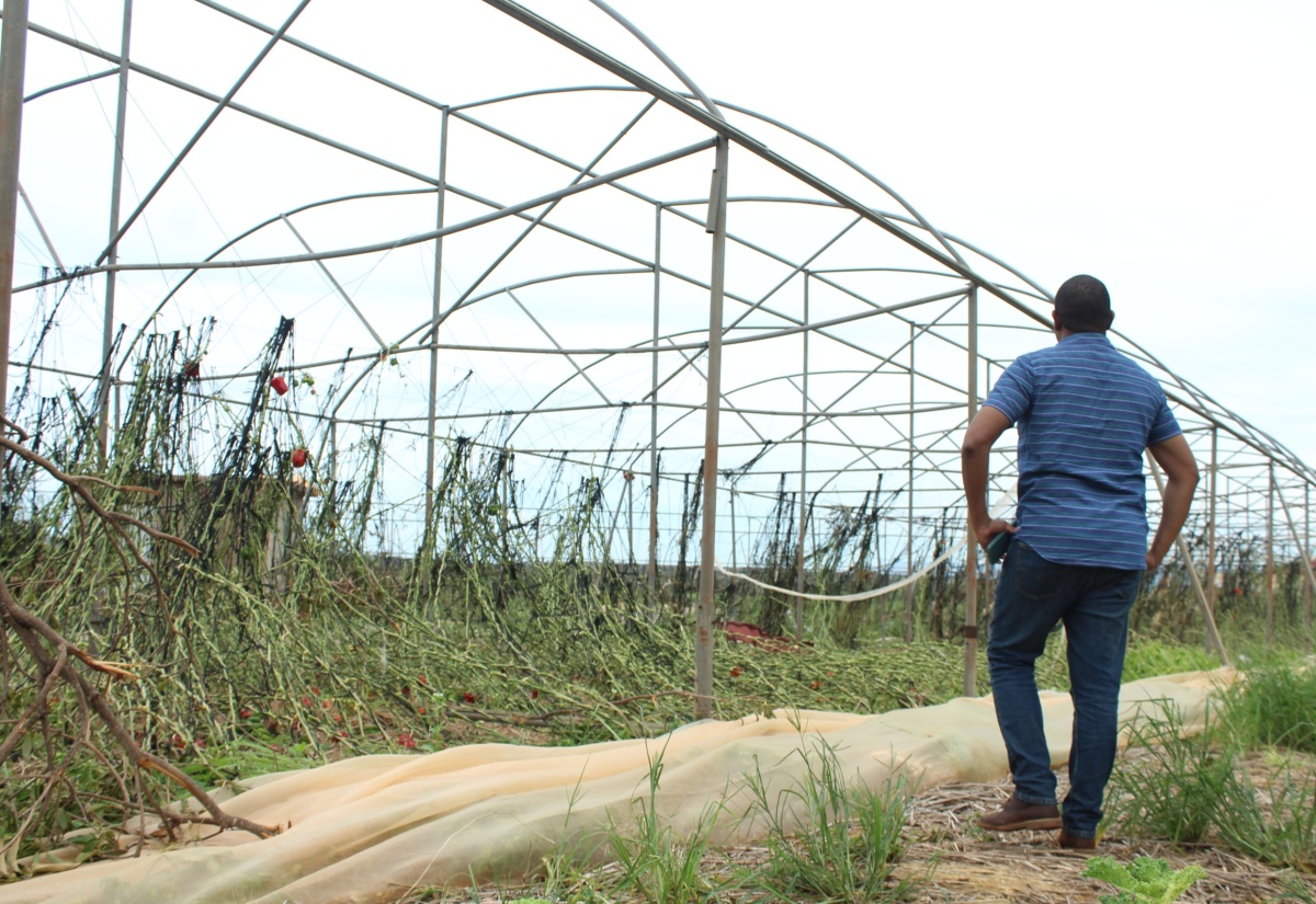 Minister of Agriculture, Fisheries and Mining, Hon. Floyd Green, looks at what remains of a once sturdy greenhouse in St. Elizabeth. Occasion was an assessment tour of farms in the parish on Saturday (July 6) by the Minister and several representatives from agencies within the Ministry.

