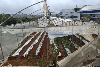 A newly erected greenhouse at the Mount Olivet Boys’ Home in Manchester, which is used to generate income for the facility, lies in ruins after being impacted during Hurricane Beryl’s passage on July 3.

