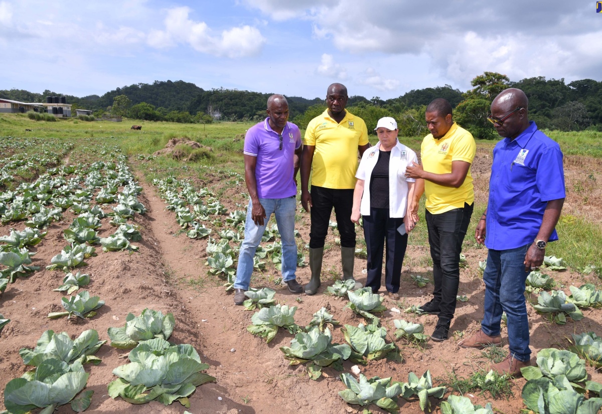 Minister of Agriculture, Fisheries and Mining, Hon. Floyd Green (second right), looks at a cabbage field in Bog Hole, during a tour of farms in Clarendon on Wednesday (July 17) to assess hurricane damage. Joining him are Rural Agricultural Development Authority (RADA) senior managers (from left) Parish Manager for Clarendon, Wayne Reid; Principal Director for Field Services/Operations (Acting), Collin Henry; Chief Executive Officer (CEO), Marina Young; and Principal Director of Technical Services, Winston Simpson.

