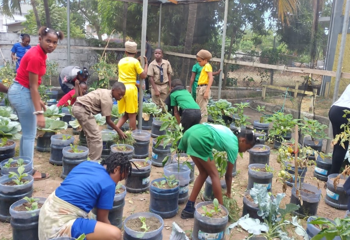 Students at the Portland-based Buff Bay Primary School engage in farming practices at the school’s semi-greenhouse.