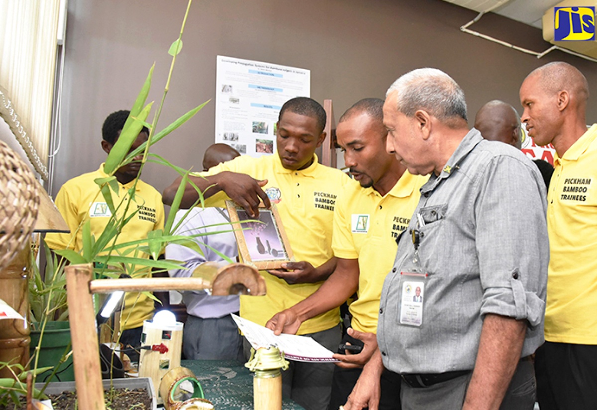 HEART TRUST/NTA Develops Bamboo Training Courses Jamaica Information